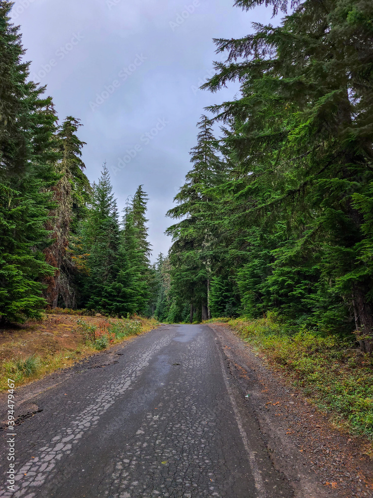 Beautiful paved treelined road Beautiful paved treelined road