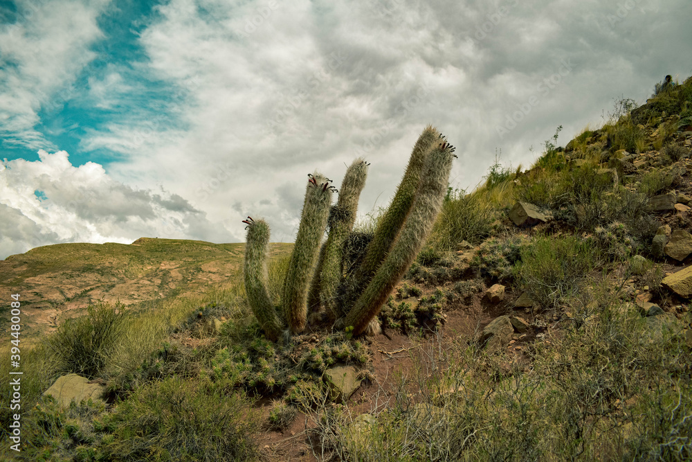 Cactus bonito