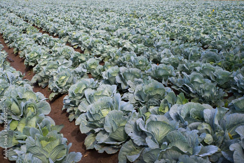 green cabbage in the farm field