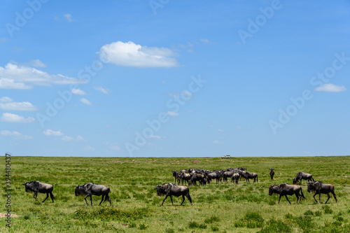 Fototapeta Naklejka Na Ścianę i Meble -  The great migration, wildebeest wandering on the savanna in Serengeti National Park, Tanzania
