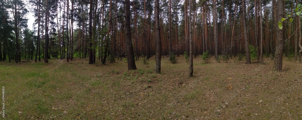 Obraz premium morning in the forest