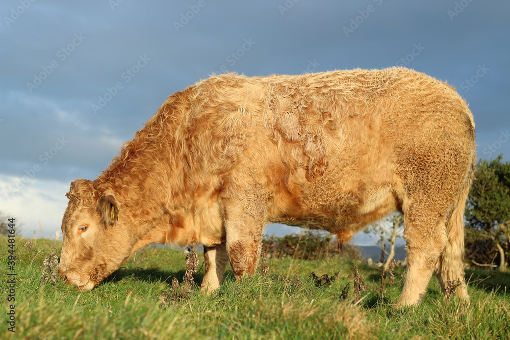 Cattle: Close-up of Charolais breed bullock grazing on farmland in rural Ireland