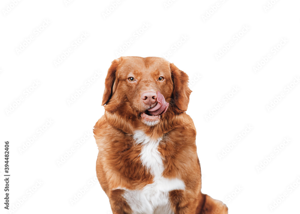 Portrait of young licking nose brown nova scotia duck tolling retriever. Dog looks seductively at the camera. Puppy isolated on white background. Domestic animals concept.
