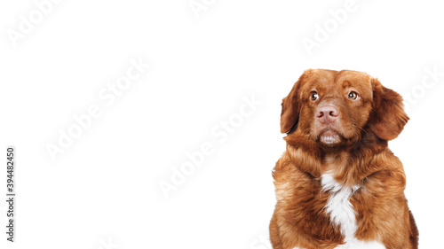Fototapeta Naklejka Na Ścianę i Meble -  Isolated portrait of brown nova scotia duck tolling retriever. The dog is looking on empty space for text. Domestic animals concept. Copy space. 