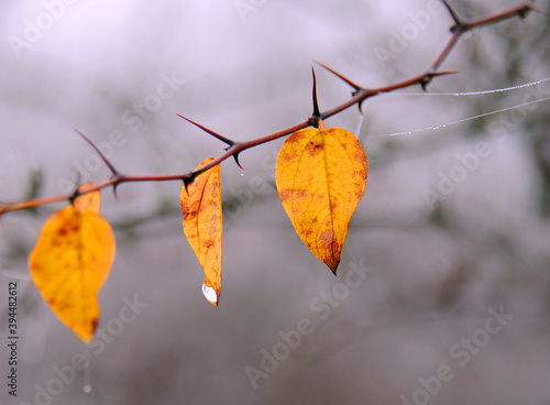 Yellow leaves on the twig