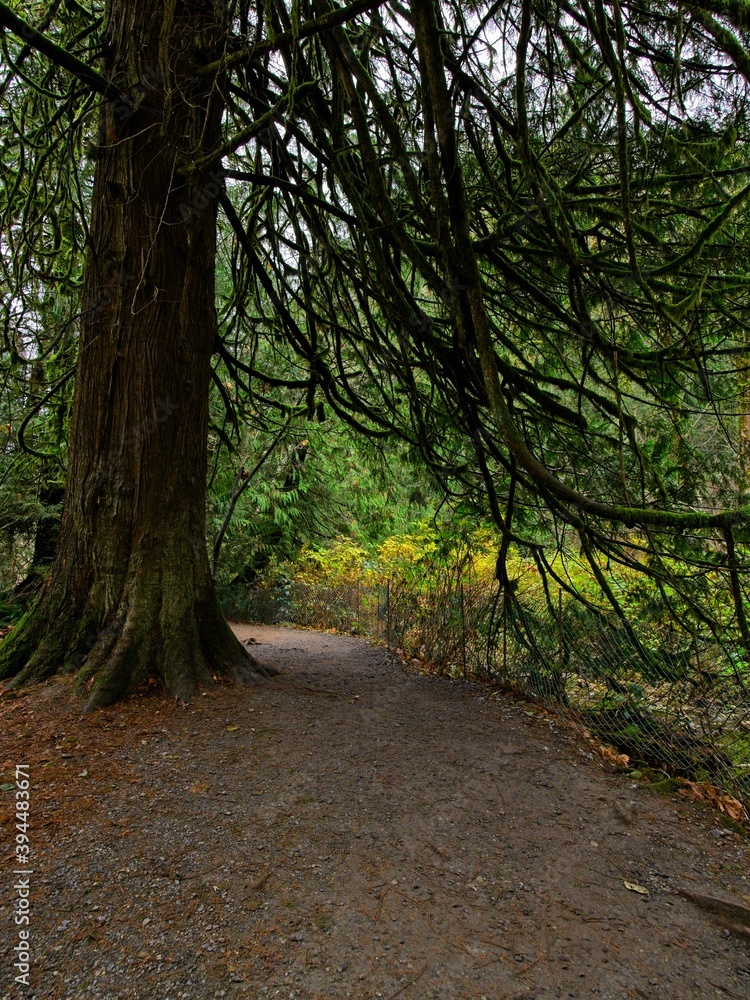 Fototapeta premium Fall colors in the rainforest in Goldstream park, Victoria BC, Vancouver Island