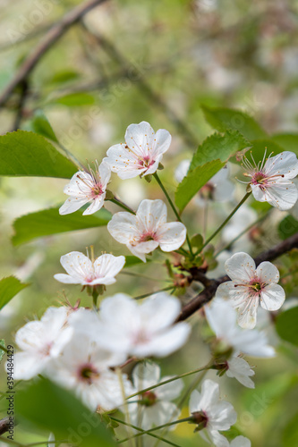 cherryblossoms