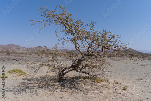 tree in the desert, Oman