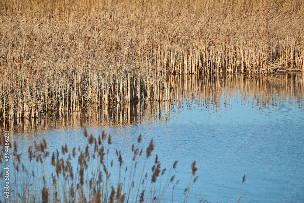Swampland lake in autumn with dry reed