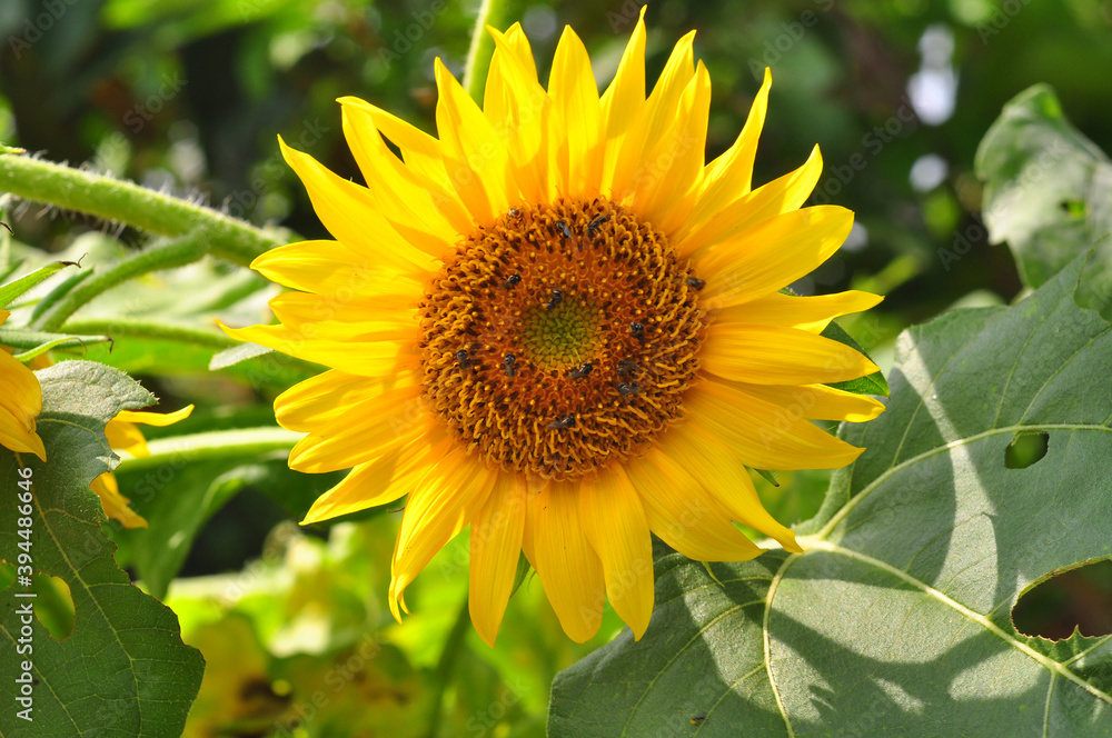 sunflower in the garden sunflower in the garden