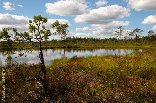 bog landscape