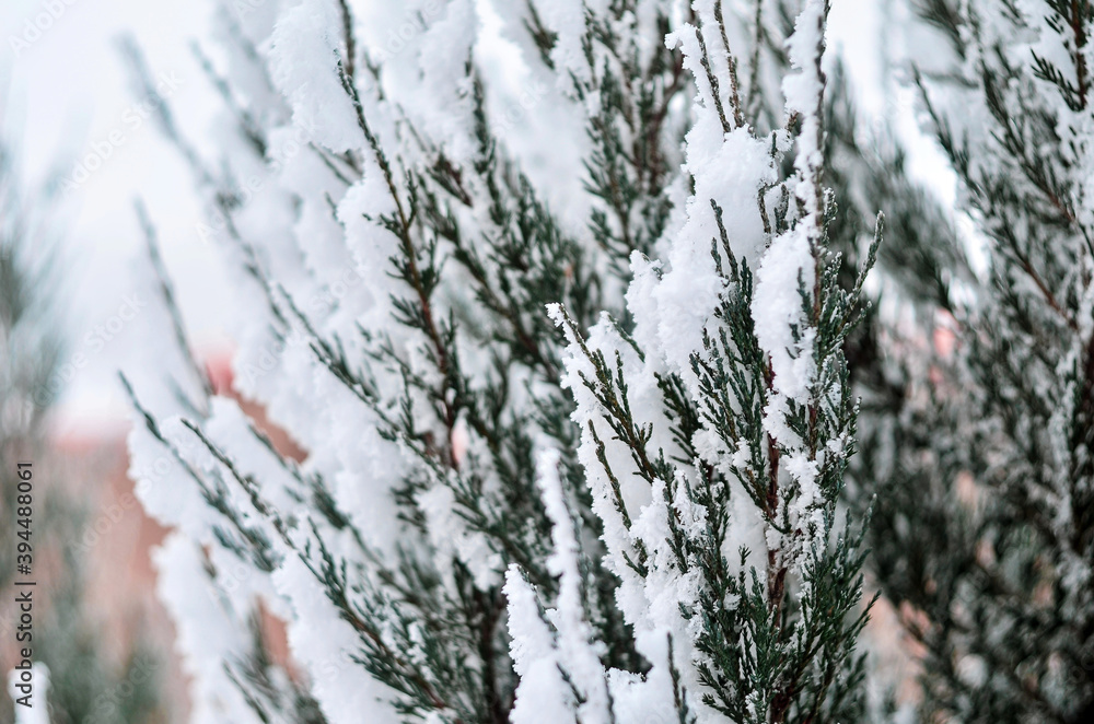 Close up of pine tree branches covered with snow. Beautiful winter background. Selective focus.