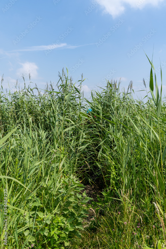 grass and sky grass and sky