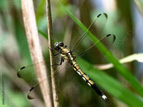female white-tailed skimmer dragonfly perched 2