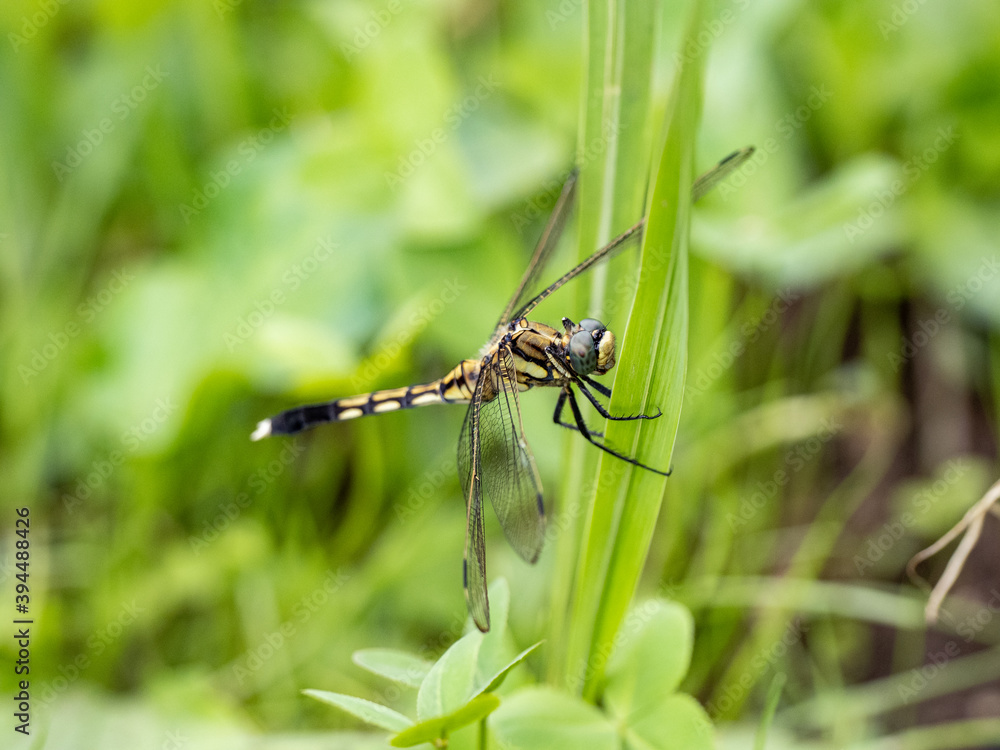 female white-tailed skimmer dragonfly perched 1 female white-tailed skimmer dragonfly perched 1