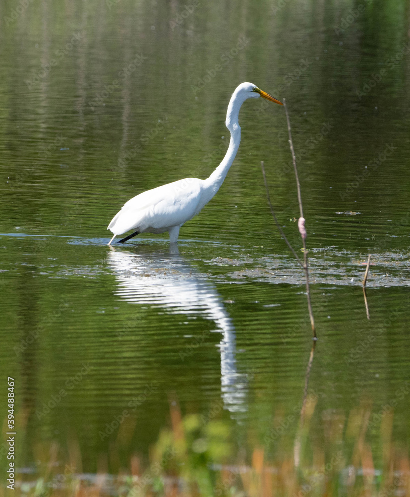 Fototapeta premium Egret Wading
