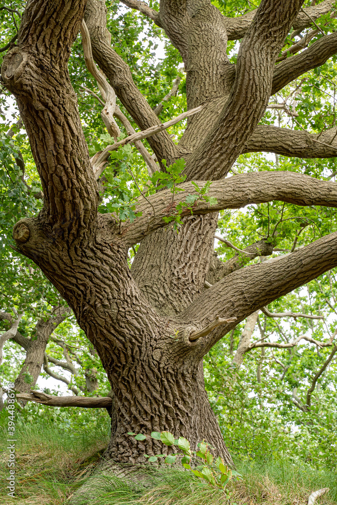 old oak tree