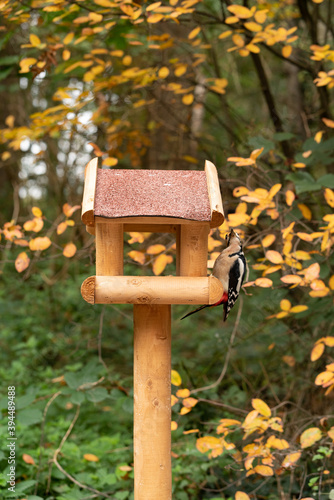 wooden bird house with woodpecker