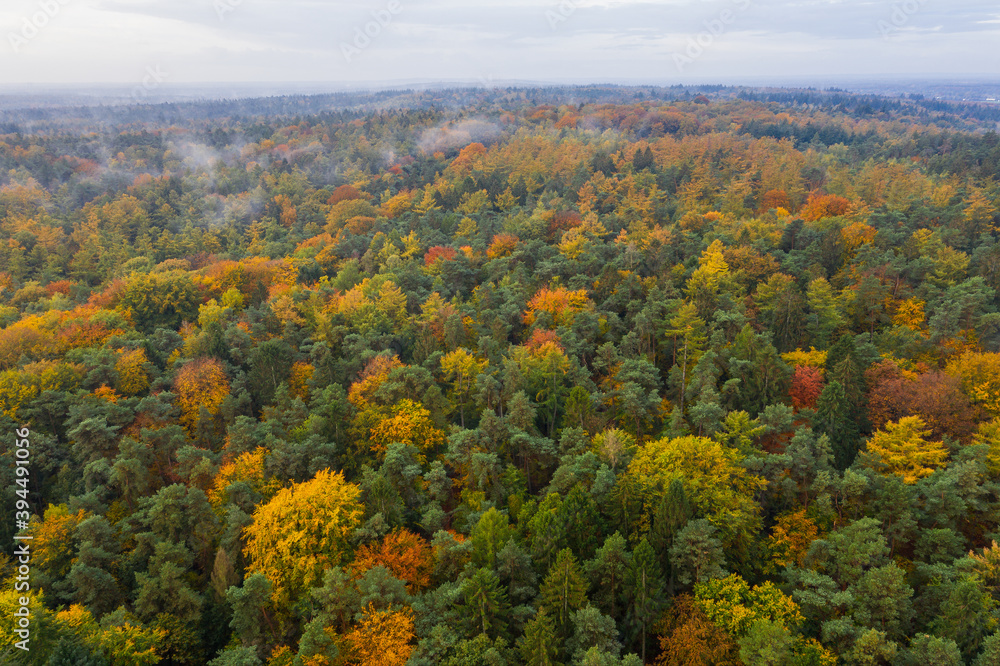 arial photo autumn forest