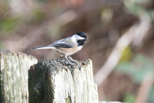 Black-capped chickadee resting on the stud. Burnaby BC Canada 