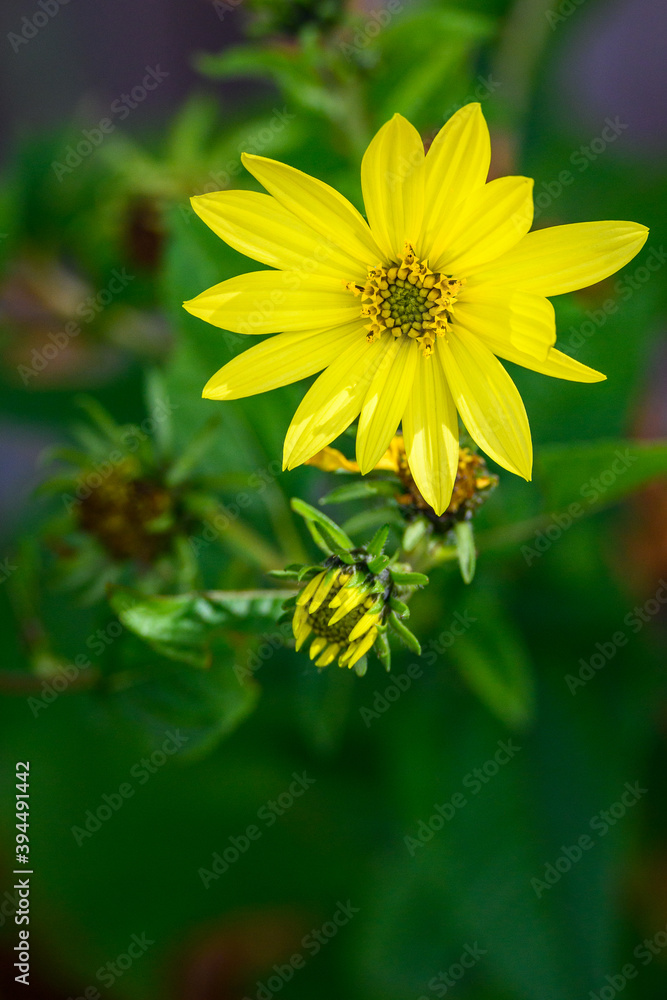 Happy yellow sunflower against green foliage, as a nature background

