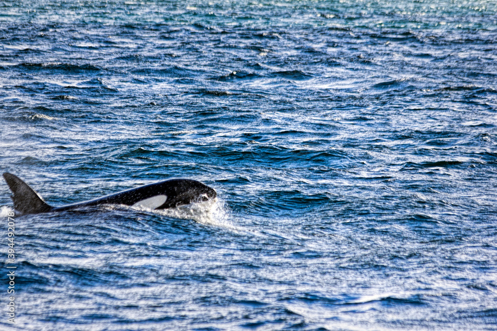 Fototapeta premium Orca Whale Off The Coast Of Iceland