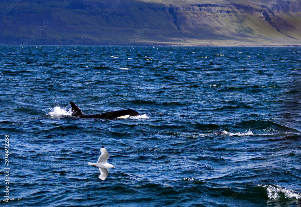 Fototapeta premium Orca Whale Off Iceland