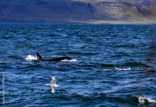 Orca Whale Off Iceland © francis