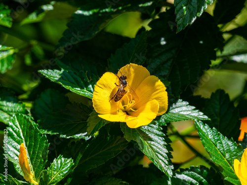 The Ramgoat Dashalong or Yellow Alder (Turnera ulmifolia), Bee Pollinates the Flower on a Sunny Day photo
