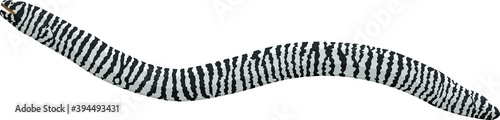 vector Zebra Moray Eel illustration
