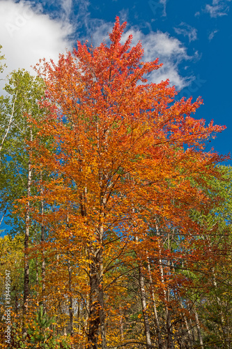 Colorful Leaves Erupting into the Sky