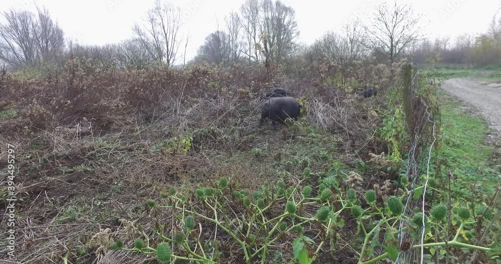 Black pigs in a fenced field, a special breed of pig. They dig the ground with little pigs.
Black pigs in a fenced field, a special breed of pig. They dig the ground with little pigs.