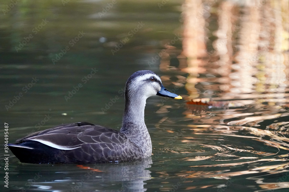 eurasian spot build duck in pond