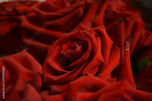Beautiful roses close-up.