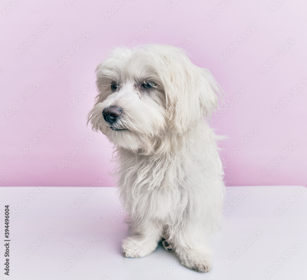Adorable dog over isolated pink background. Adorable dog over isolated pink background.