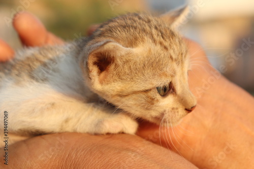 Little cute kitten in hand