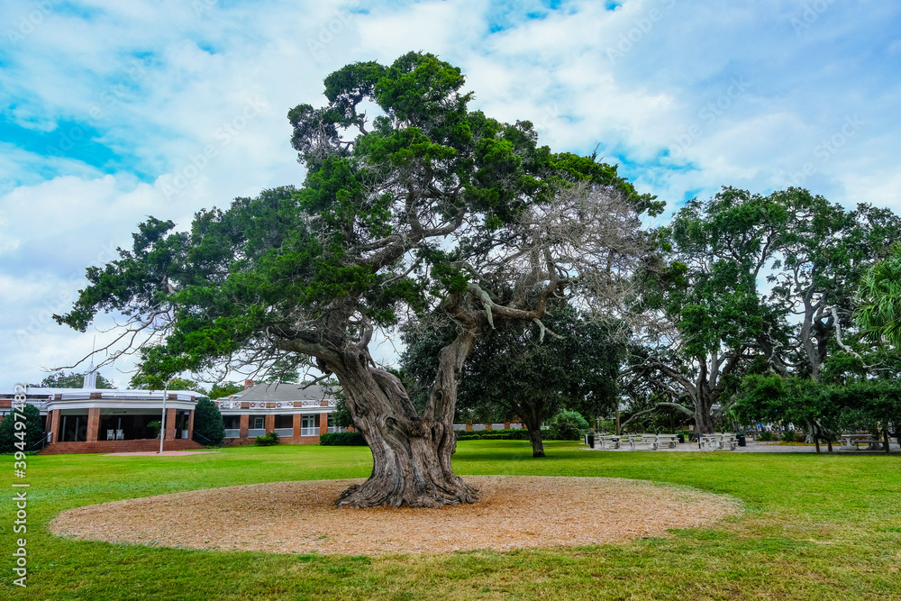 Old Oak Tree in Park by Public Pavilion
