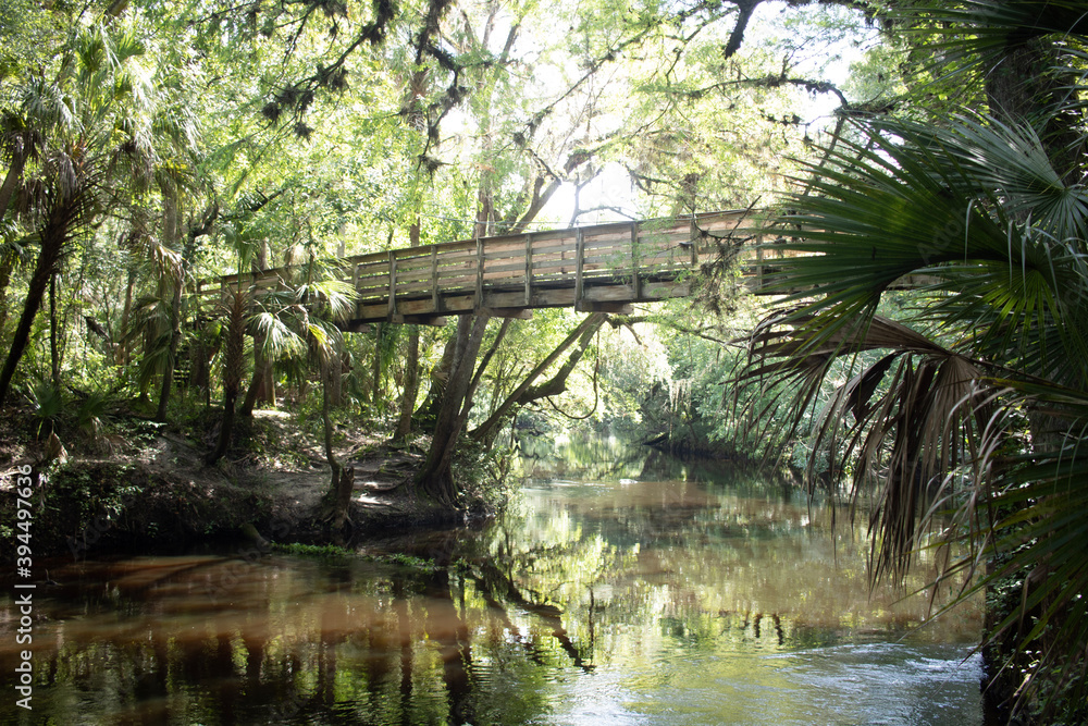 The Richness of nature in a forest very Tropica, Suspention Bridge crossing the River