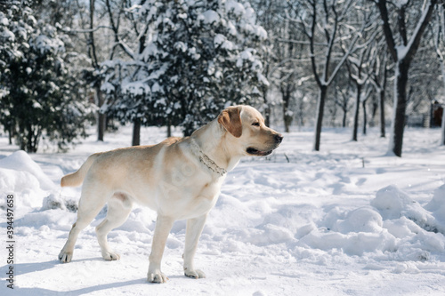 Labrador retriever plays in deep snow in the park. The dog is having fun in the winter park on a bright day. Labrador runs and jumps in the snow among white trees. Pets and activities concept.