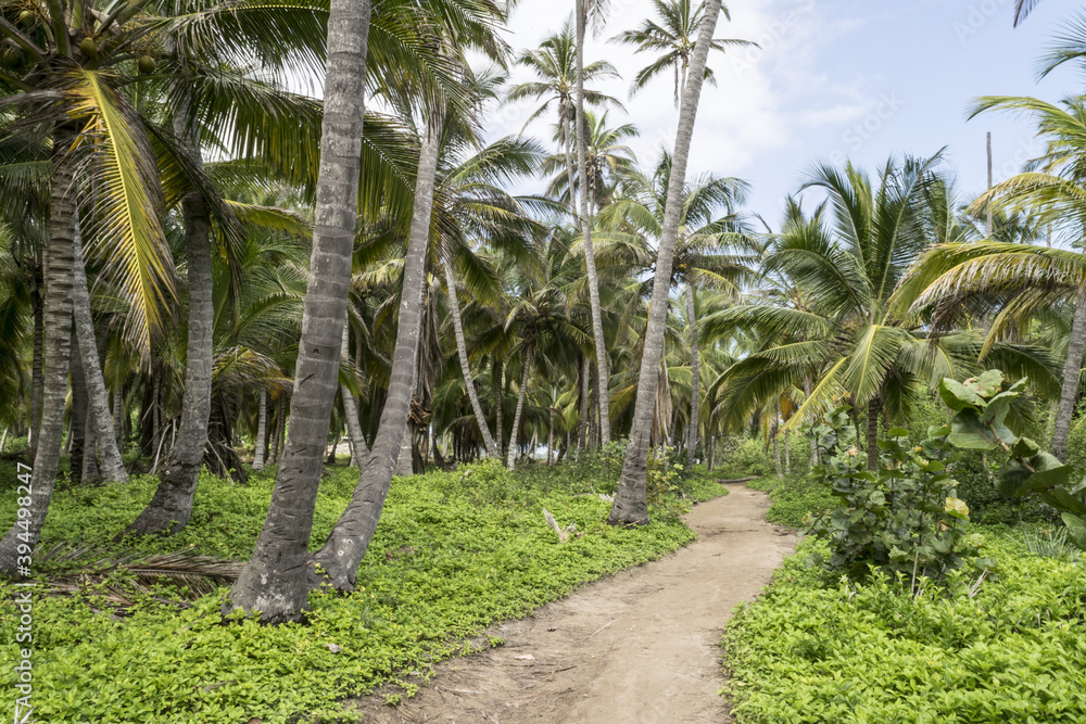 path in palms forest in Tayrona national park- Colombia path in palms forest in Tayrona national park- Colombia