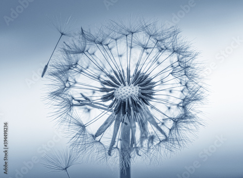 Dandelion macro photo  cold tones  selective focus.