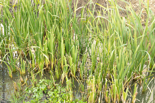 Cattail growing in water - Typha latifolia. Cattail Benefits