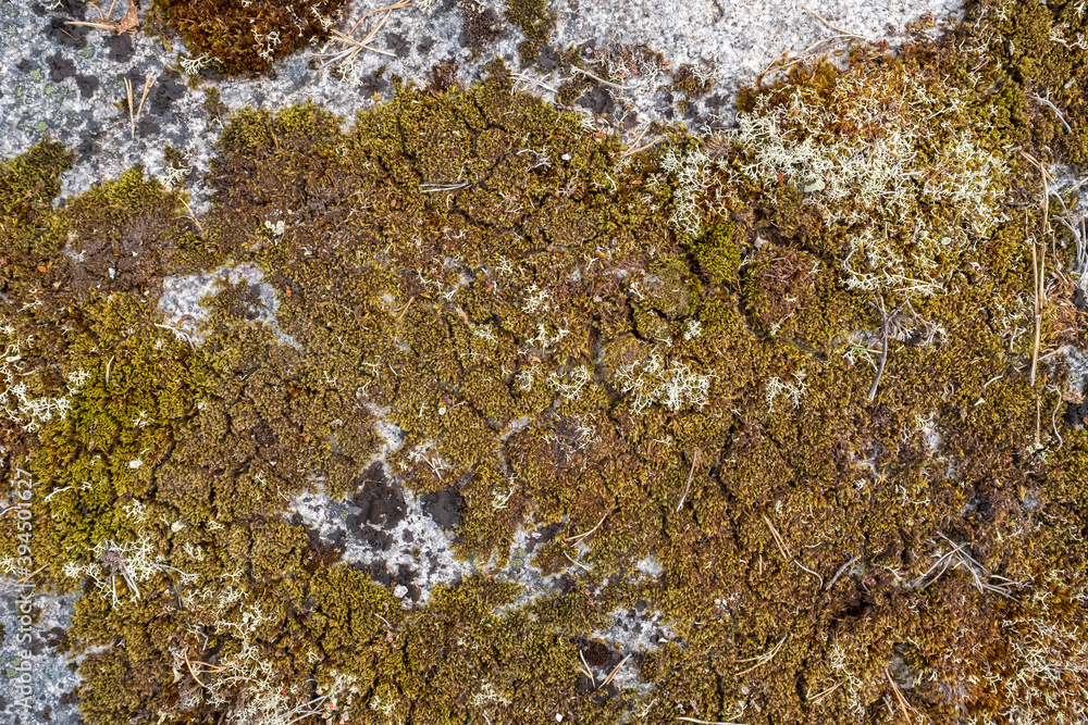 Cracked old moss on a granite rocky wall. Natural textured surface. Copy space. Cracked old moss on a granite rocky wall. Natural textured surface. Copy space.