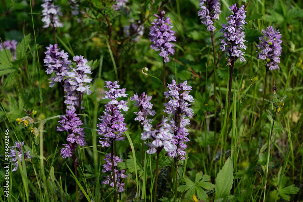 Obraz premium Dactylorhiza maculata