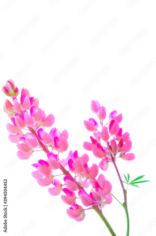 Lupine (Lupinus perennis) lilac with green leaves on white isolated background close up