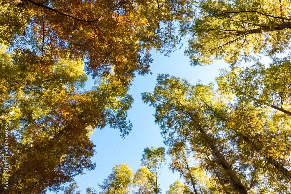 Fototapeta premium (東京都ｰ風景パノラマ)メタセコイアの並木風景７