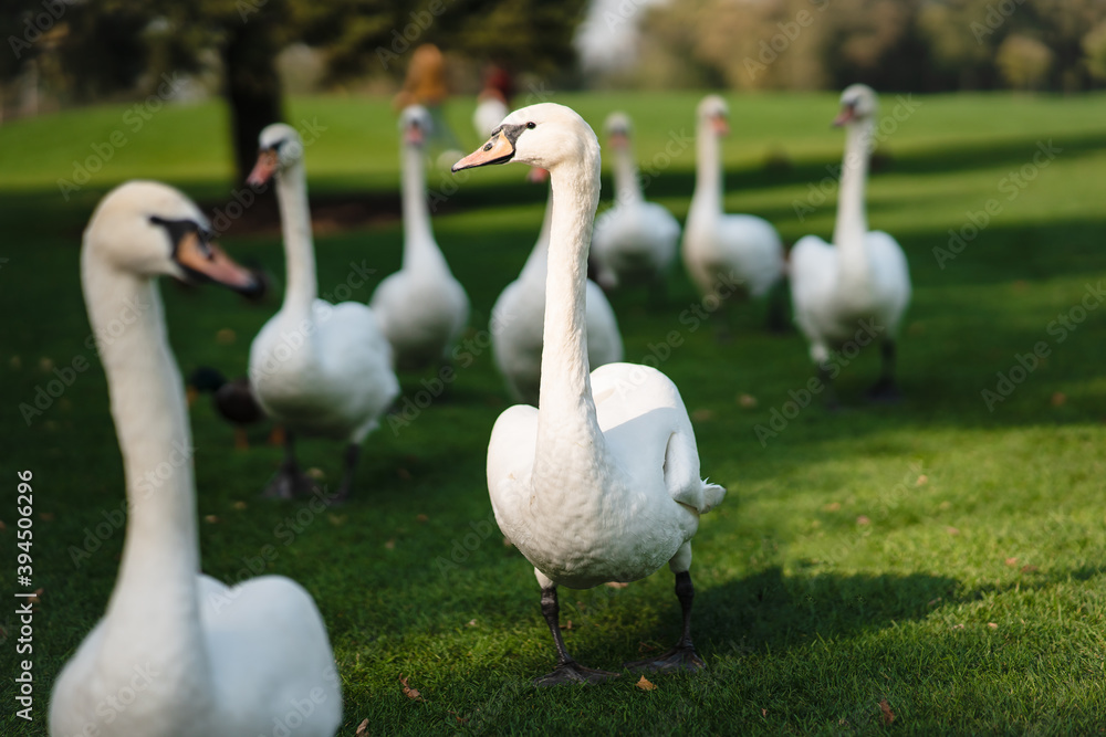 White swans resting on the green grass in the park. White swans resting on the green grass in the park.