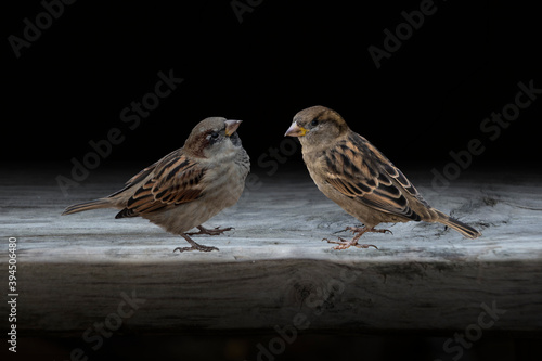 Eurasian Tree Sparrows, Passer montanus, sitting on an old tabnle.