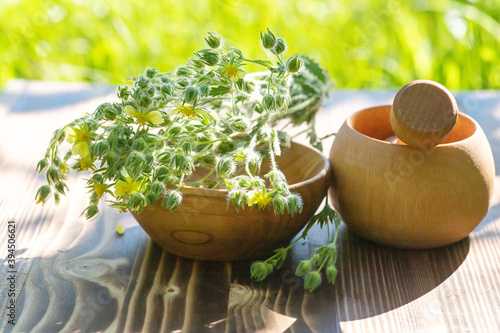 Принти на полотні Potentilla argentea on table near wooden mortar with pestle