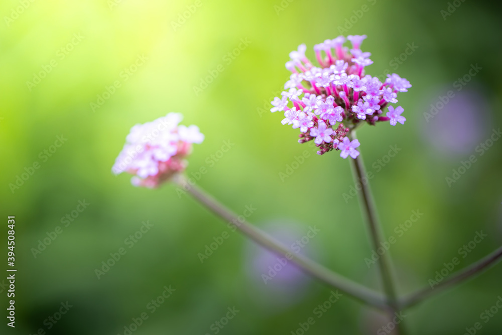 The background image of the colorful flowers The background image of the colorful flowers